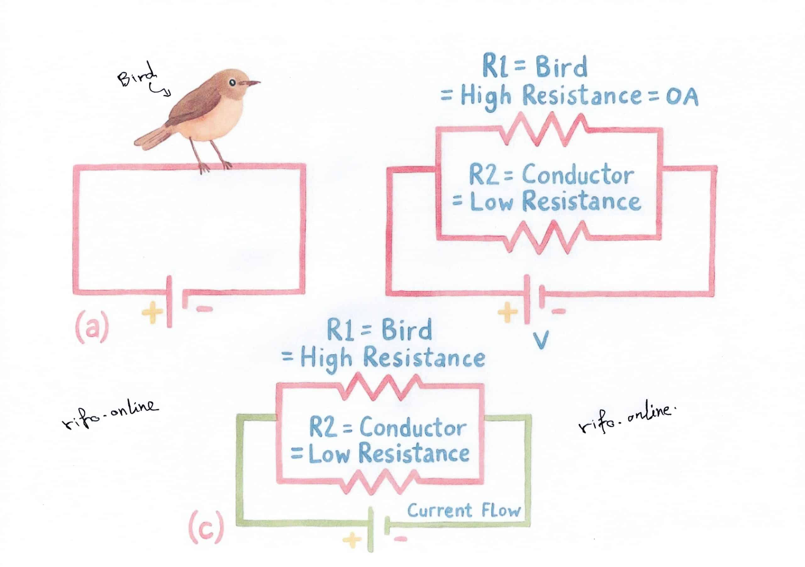 Why-Dont-Birds-and-Squirrels-Get-Electrocuted-on-Power-Lines-1